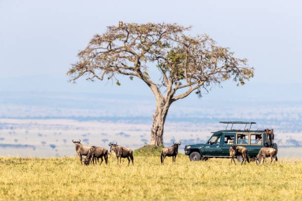 Masai Mara Hot Safari Experience Background
