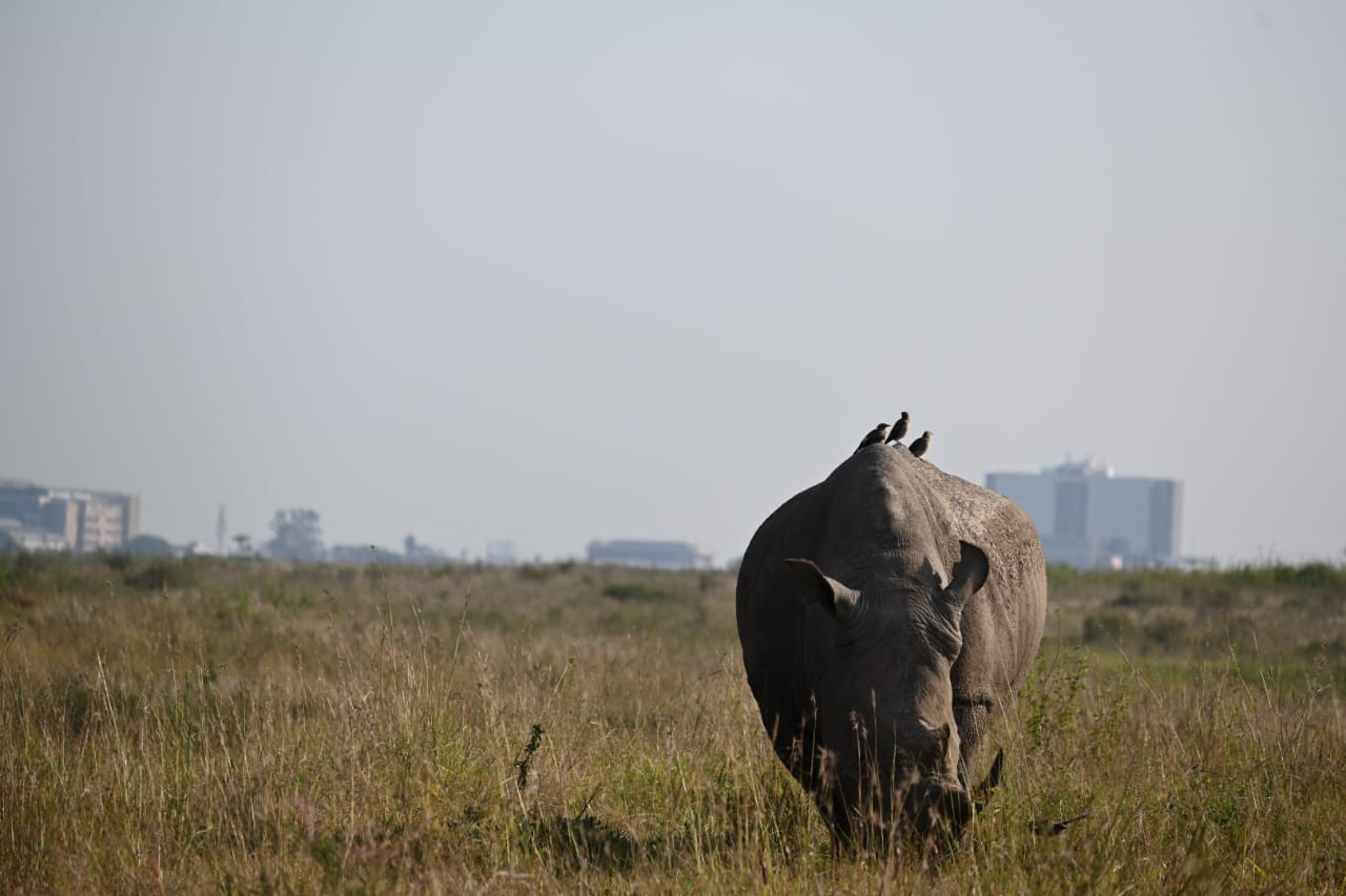 Panoramic Kenyan savanna with safari vehicle